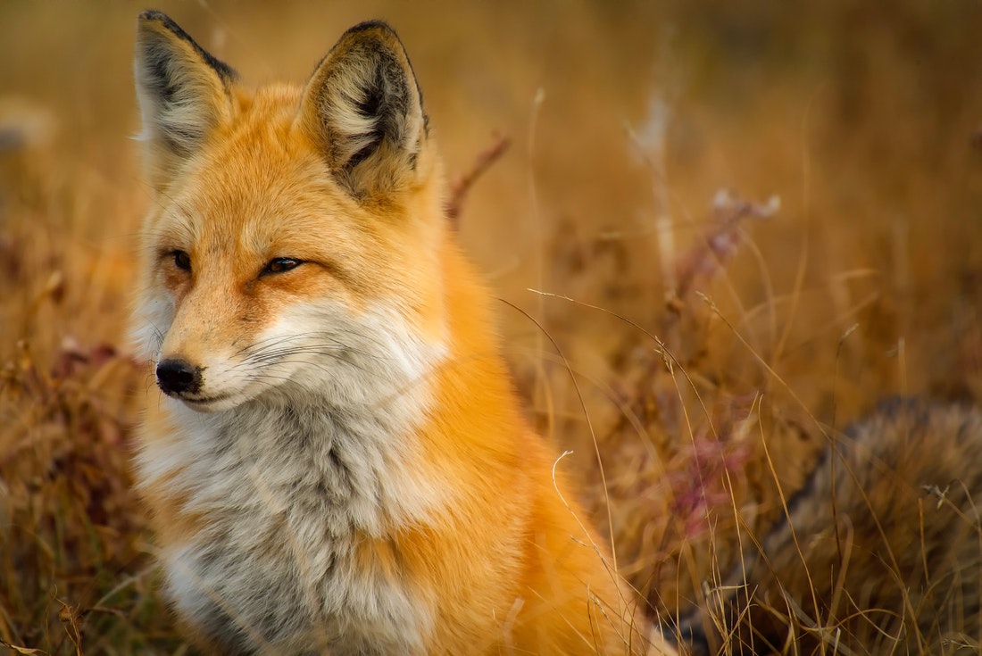 A red fox sitting on a meadow